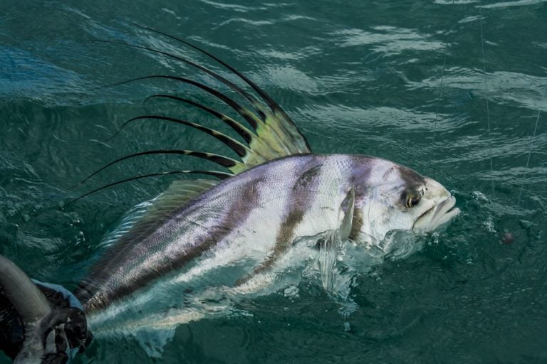 rooster fish on surface