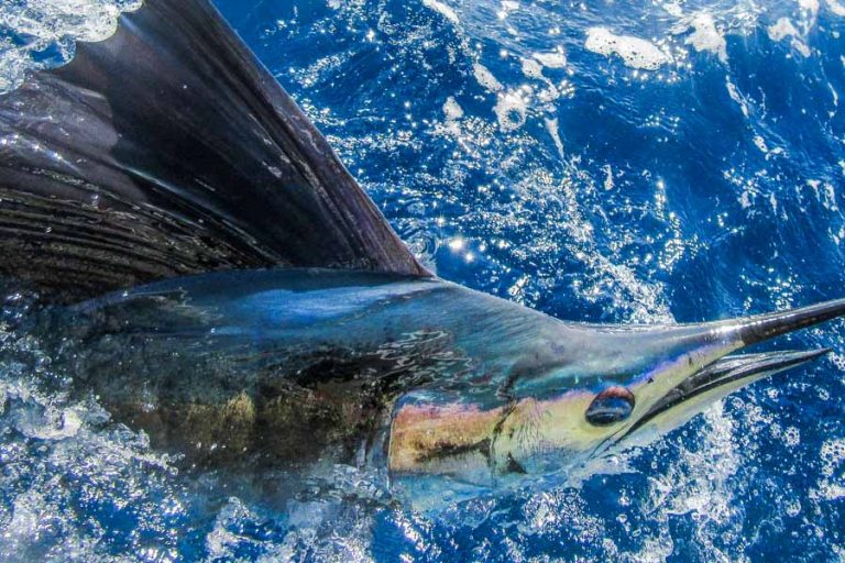 Sailfish by the big game boat