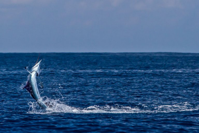 jumping marlin