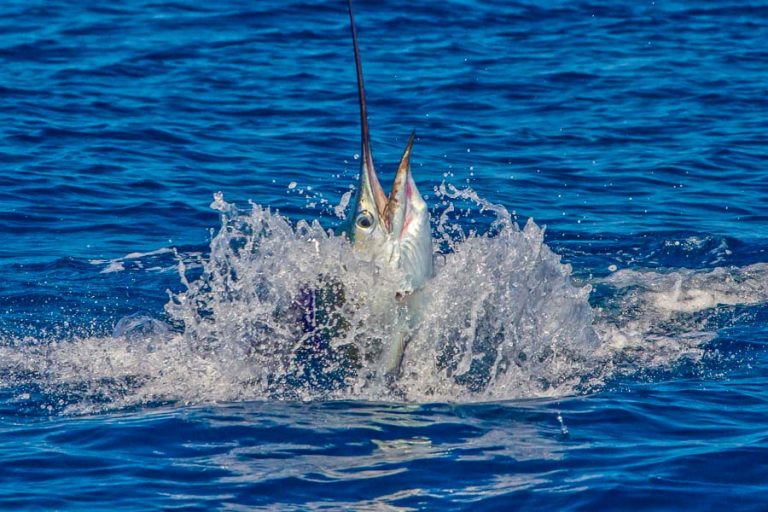 sailfish being caught