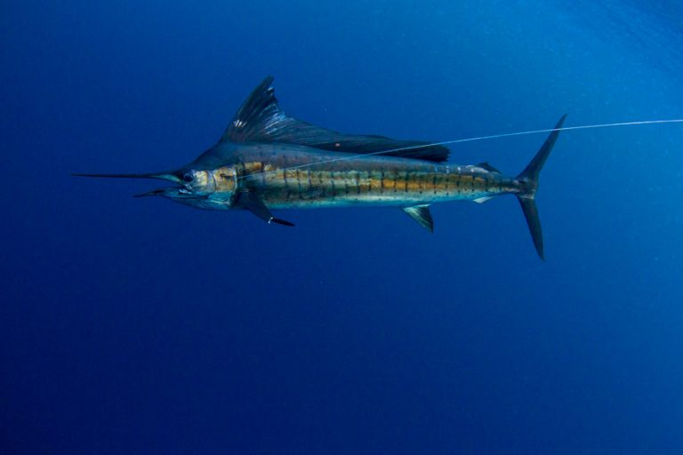 marlin underwater