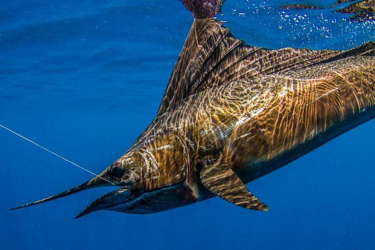 sailfish underwater