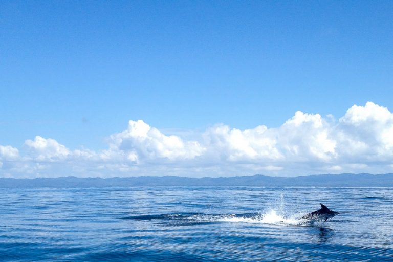 marlin jumping at Zancudo Lodge