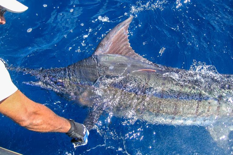 Marlin being landed on this amazing packaged fishing holiday