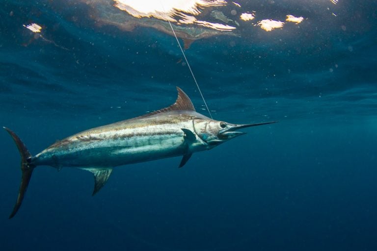 underwater shot of marlin