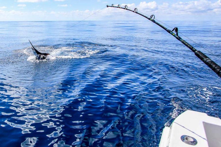 angler playing marlin