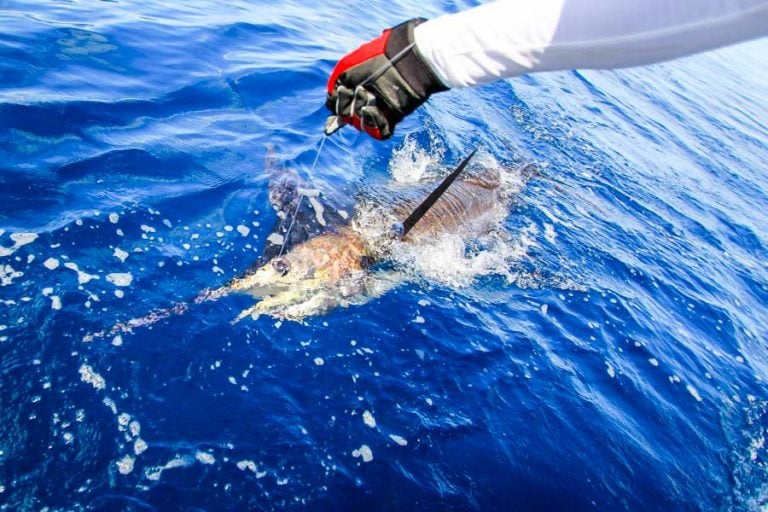 guide landing a marlin