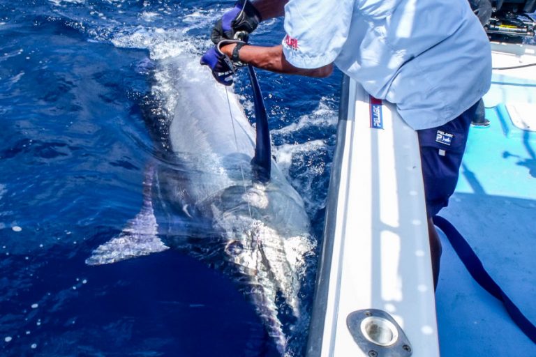 huge marlin