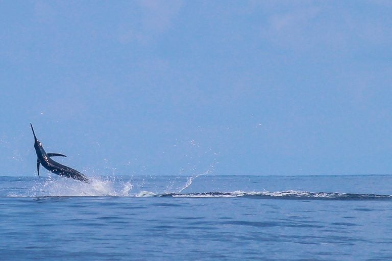marlin jumping in distance