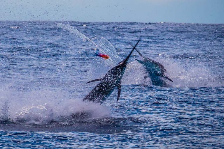 two marlin on the rods