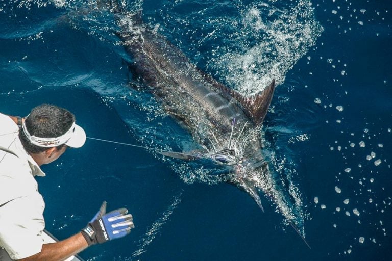 marlin fishing in costa rica