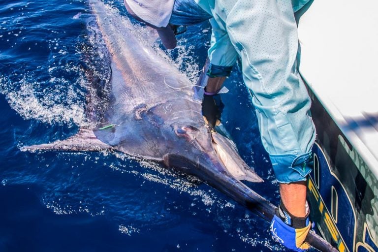 massive blue marlin landed