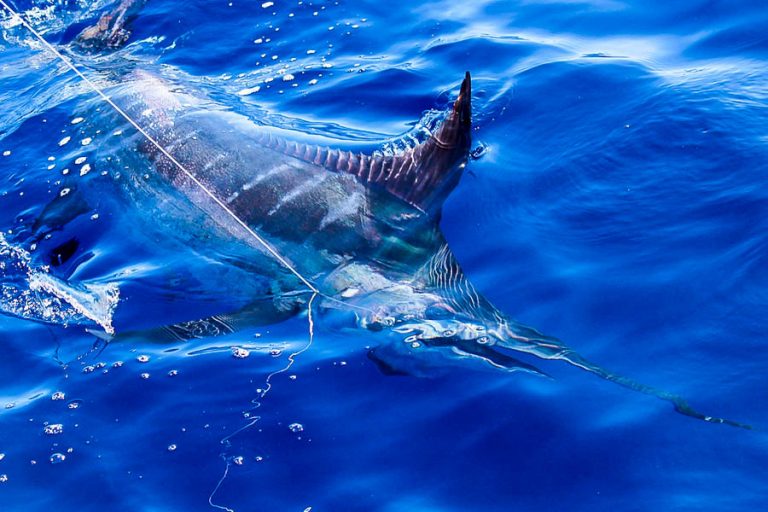 blue marlin from costa rica