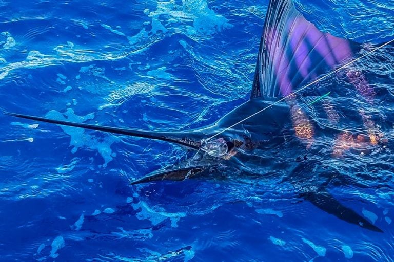 stunning marlin beside the boat