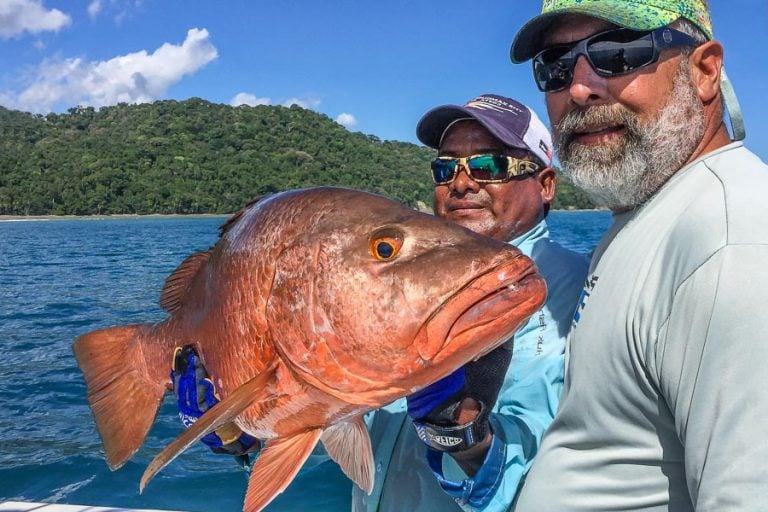 aggressive cubera snapper