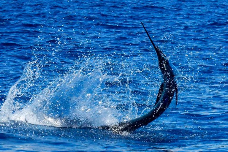 fighting a sailfish