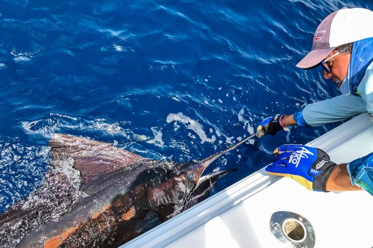 sailfish by the boat