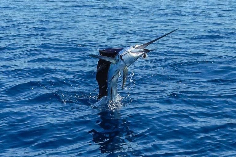 blue water fishing