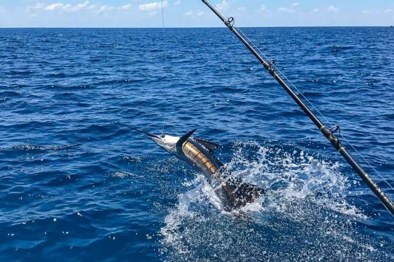 Dancing sailfish