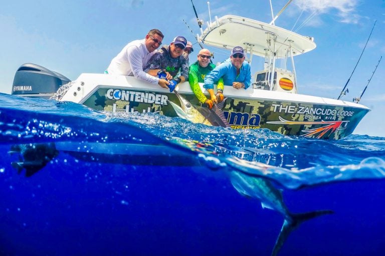 Underwater shot of Marlin