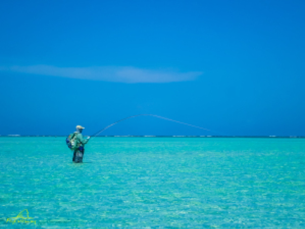 Guide holding small baracuda