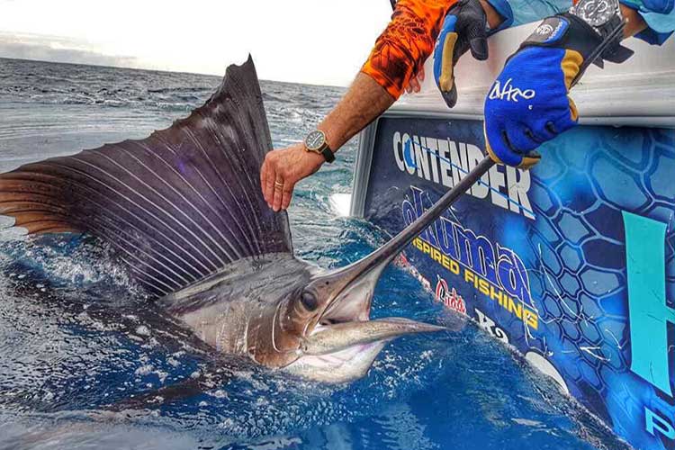 Sailfish Fishing