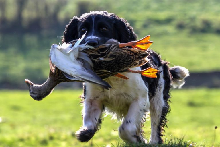 Wing Shooting France