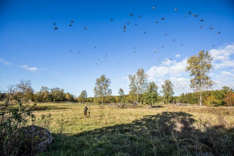 Wing Shooting Stora Sundby