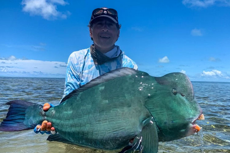 Green humphead parrotfish Providence Fishing