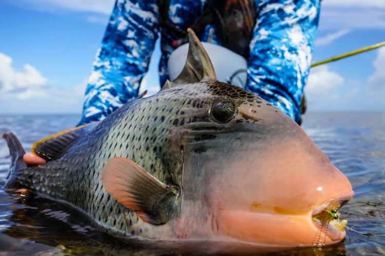 Triggerfish Providence Fishing