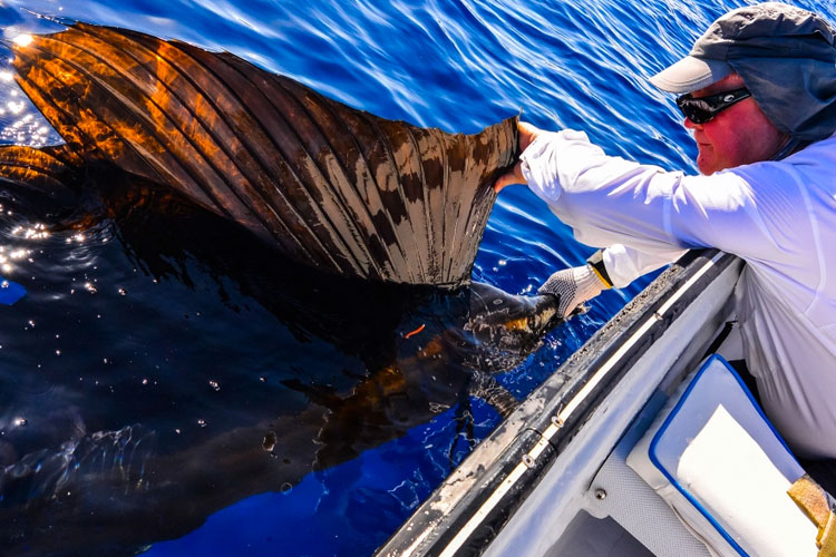 Farquhar fishing Sailfish