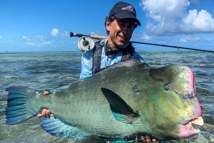 Green humphead parrotfish Providence Fishing