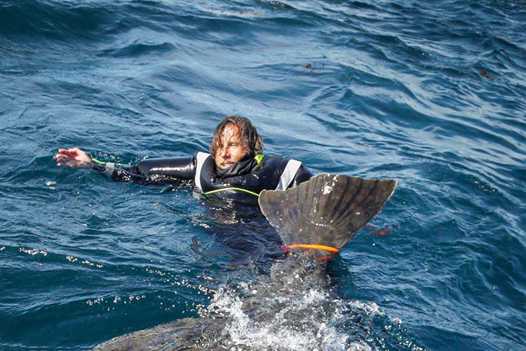 Monster Halibut