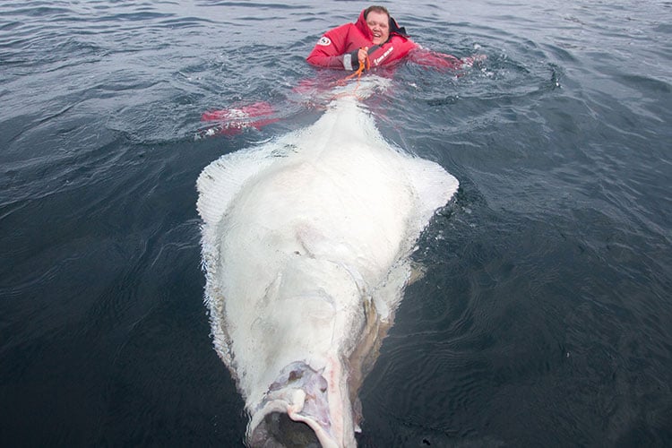 SportQuest Halibut competition 2021