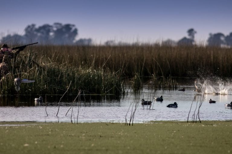 duck shooting at jacana lodge in argentina