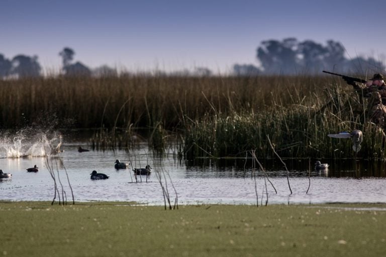 duck shooting at jacana lodge in argentina