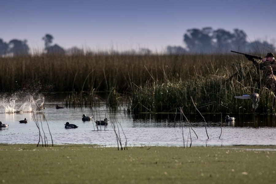 duck shooting at jacana lodge in argentina