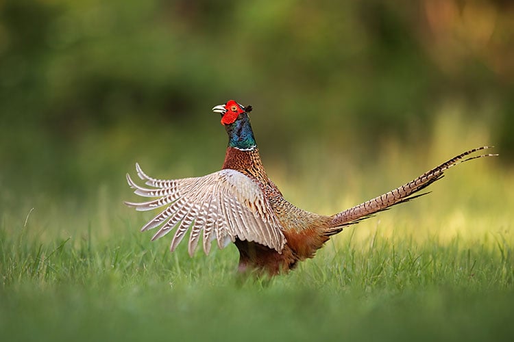 Male common pheasant