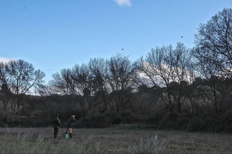 Partridge Shooting