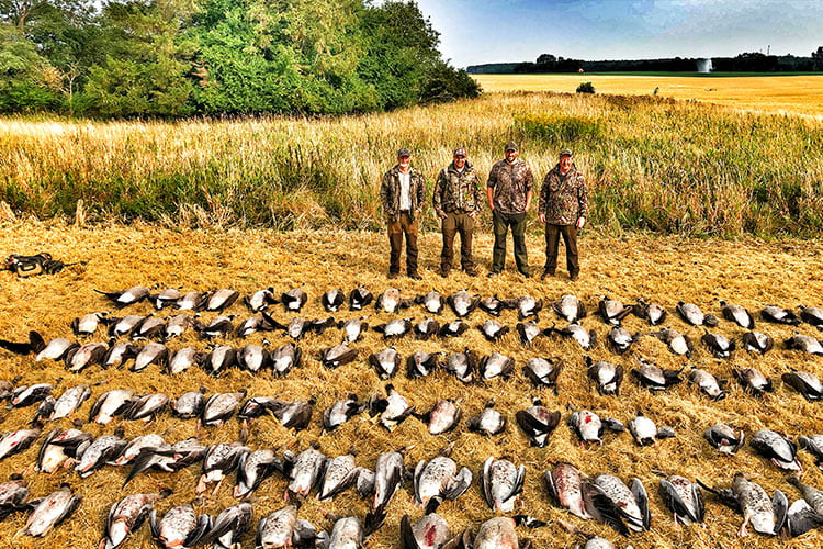 Goose Hunting in Sweden