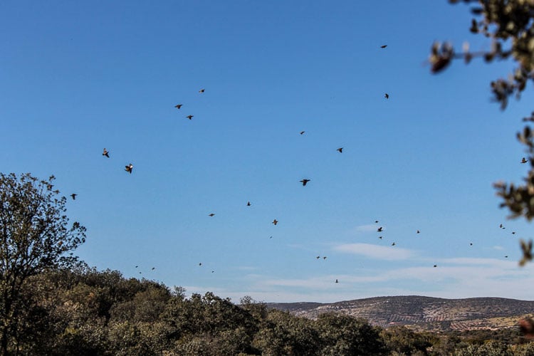 Partridge Shooting