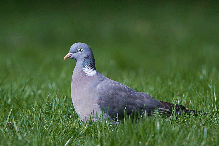 Pigeon shooting tips