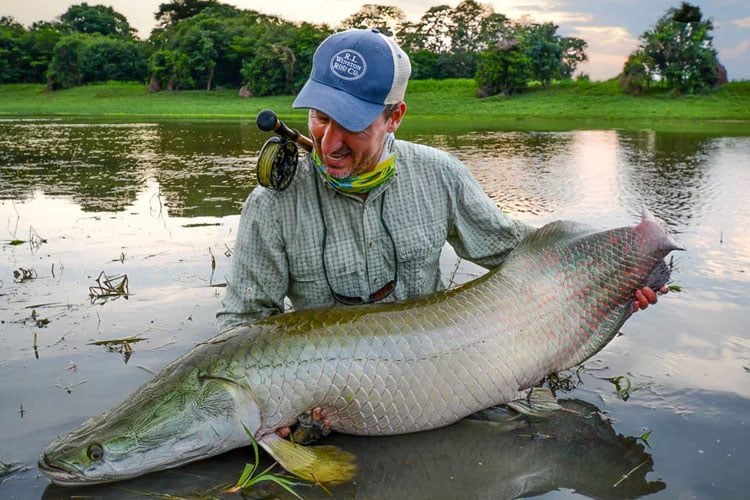 Arapaima species spotlight