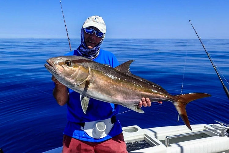 Amberjack