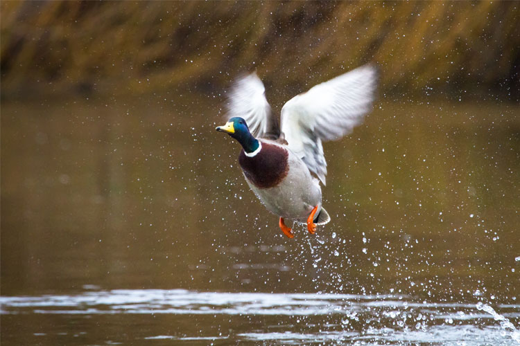 Duck In Sweden