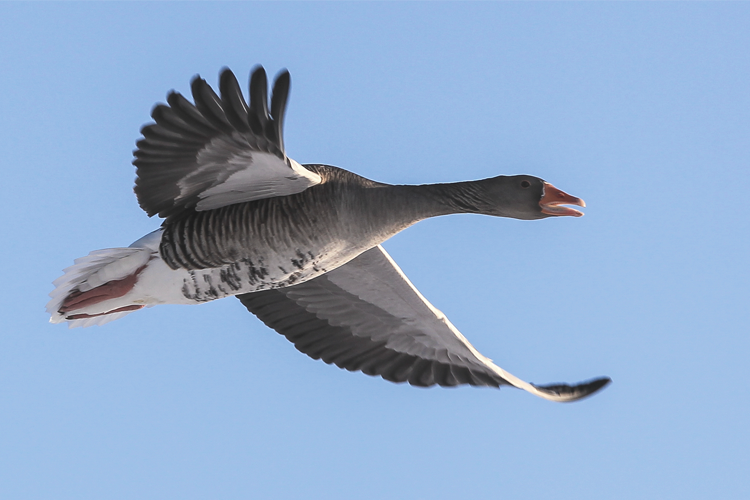 Greylag Goose Species Spotlight