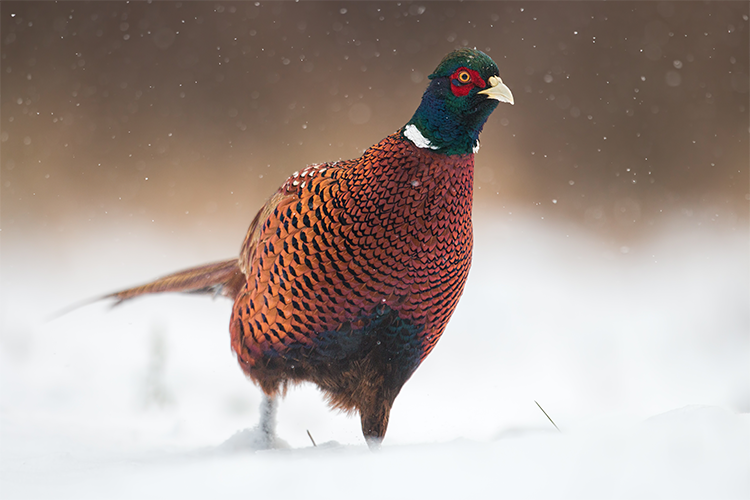 Pheasant