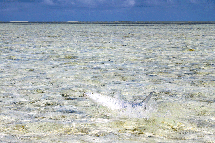 Rodrigues island