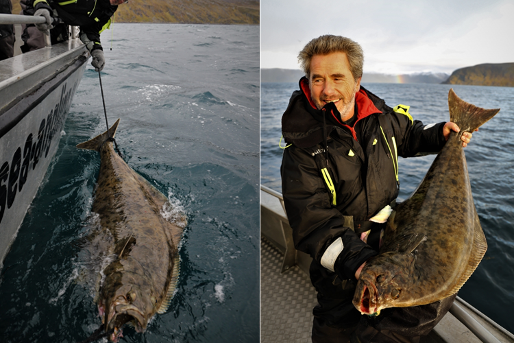 Halibut split portrait shot