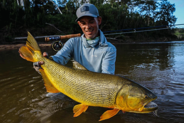 Golden dorado